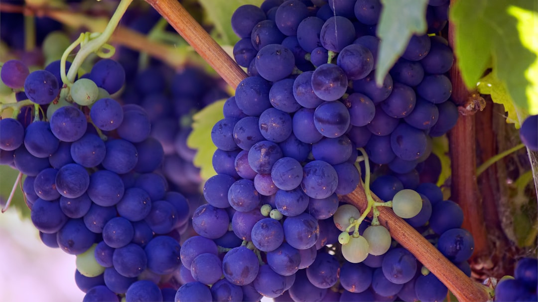 Wine lovers rejoice: Discover Waiheke’s unique varietals